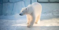 27 февраля - Международный день белого медведя